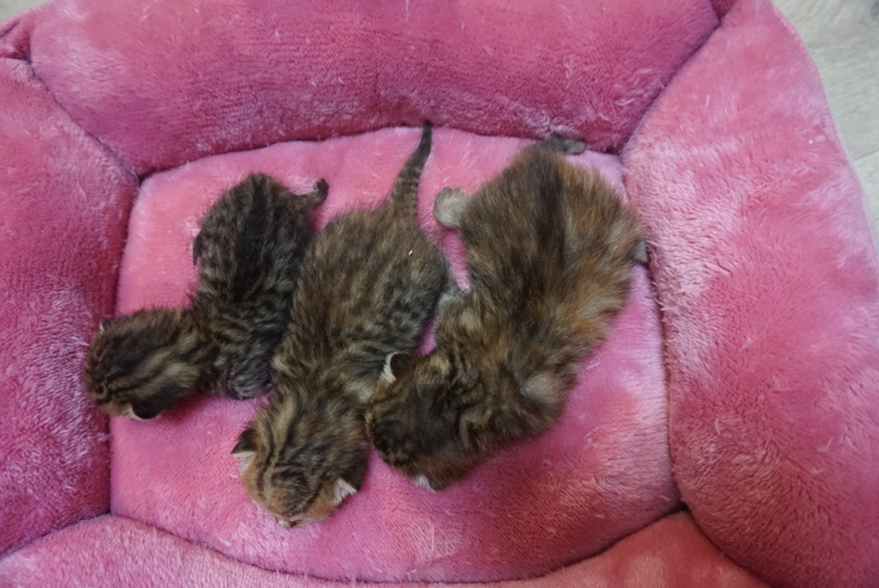 マンチカン子猫☆うまれました1