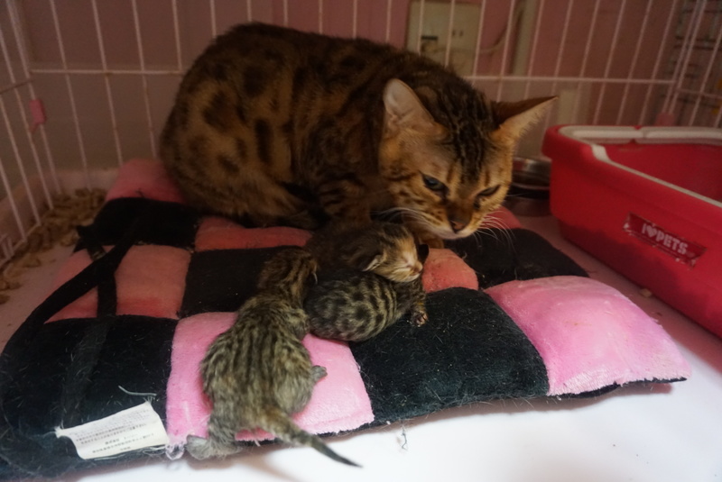 マンチカン子猫☆うまれました1