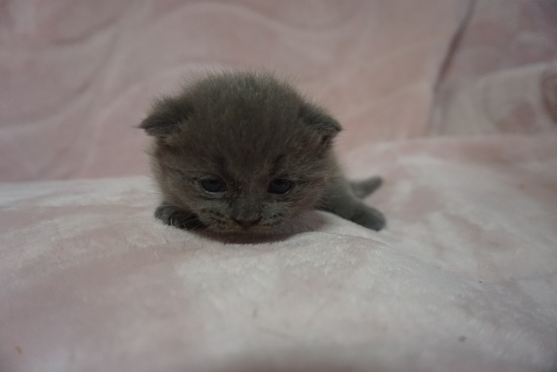 マンチカン☆ブルー子猫ちゃん