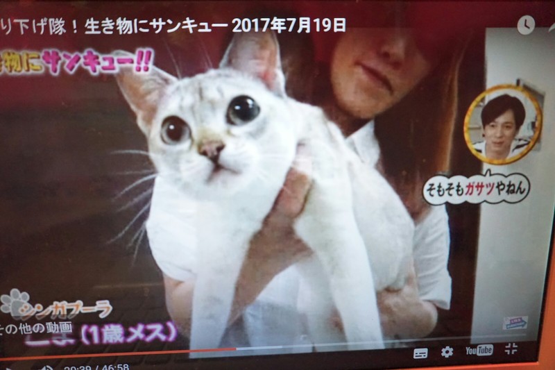 TV出演