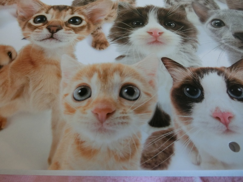 2018年 THE CATS カレンダーに採用されました
