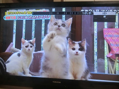 バイバイ メロンちゃん