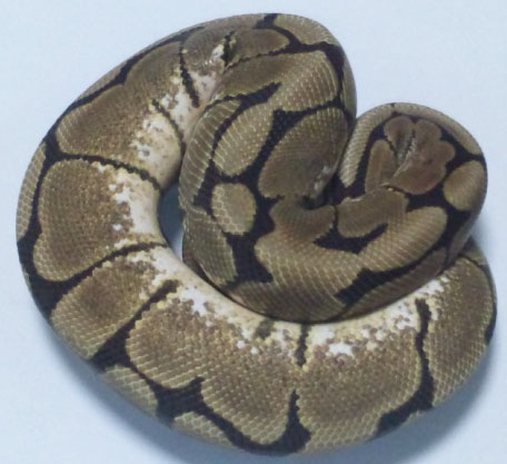 生体 餌 器具販売 ボールパイソン スパイダー