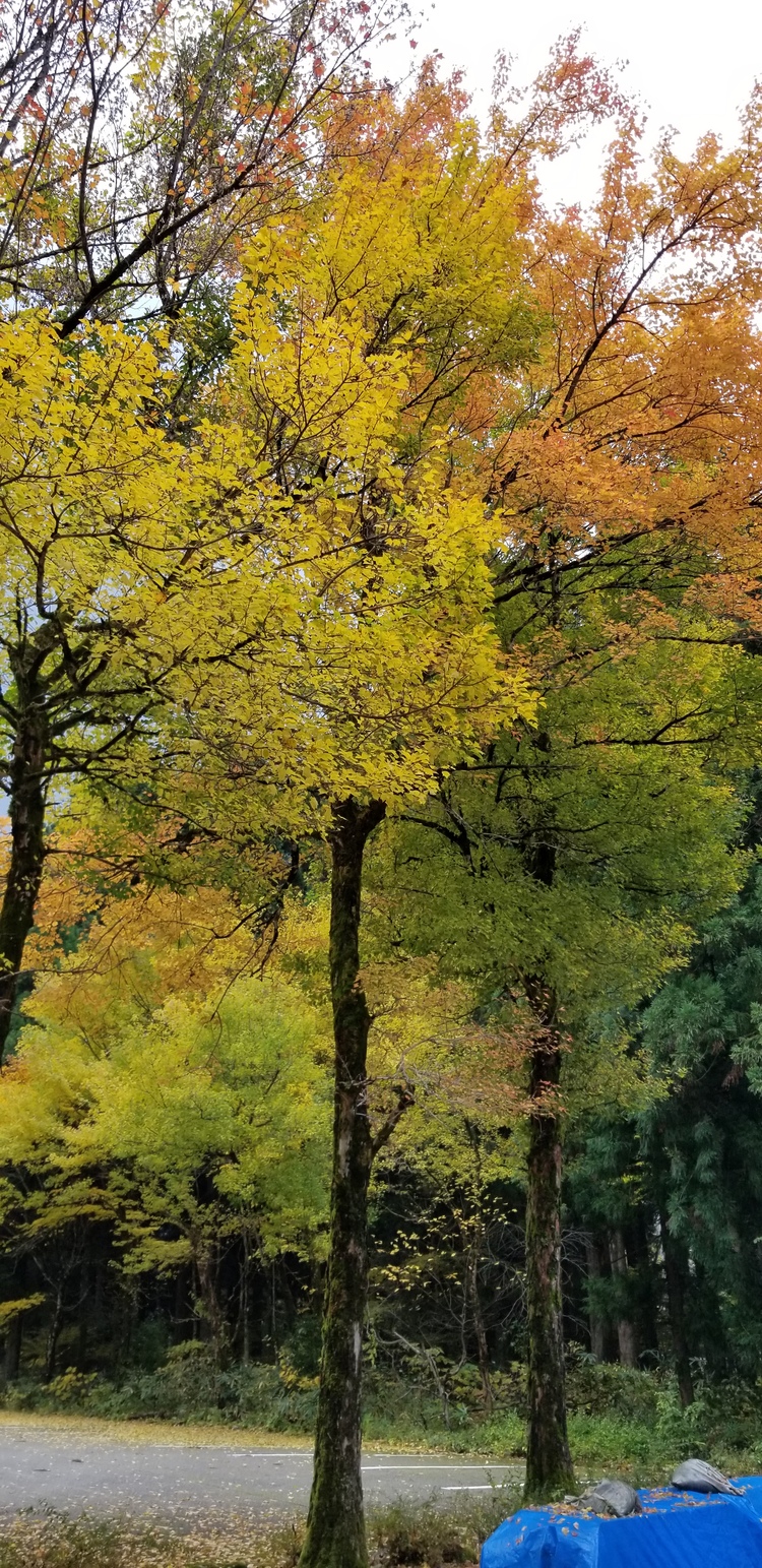 img_20201110-091752.jpg