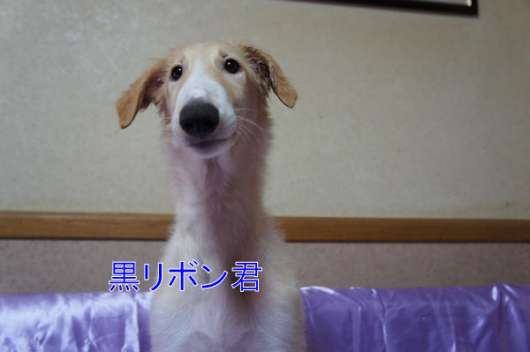 Red Jasper ボルゾイ アフガンハウンド ボルゾイ子犬出産情報 ２０１２ ５月２１日生まれ