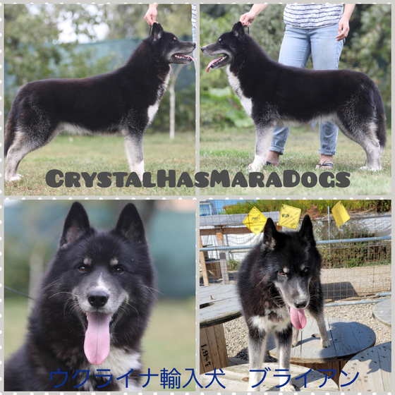 Crystal Dogs Puppy SIBERIAN HUSKY