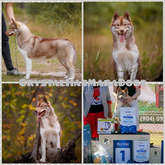 Crystal Dogs Puppy SIBERIAN HUSKY