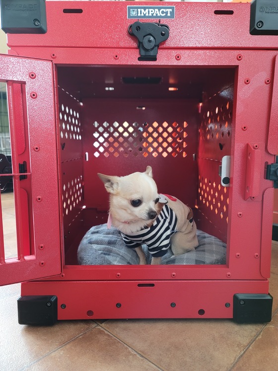 Crystal Dogs Puppy クレート販売