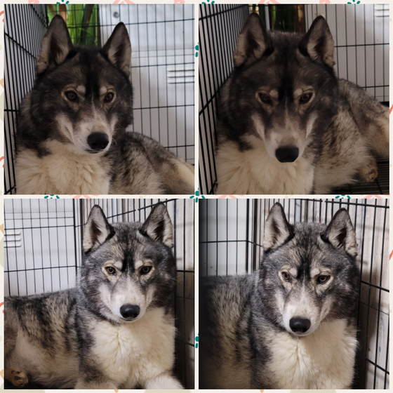 Crystal Dogs Puppy 狼犬