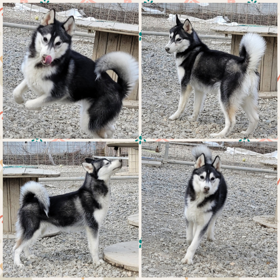 直売卸値 高品質！ シベリアン・ハスキー（Siberian Husky）頭骨 www