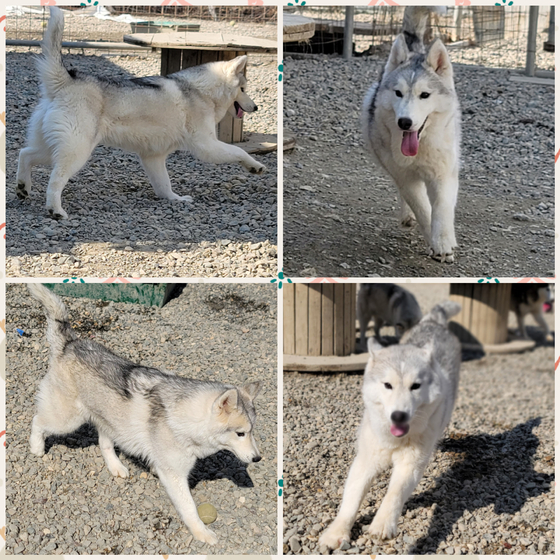 直販クリアランス 高品質！ シベリアン・ハスキー（Siberian Husky