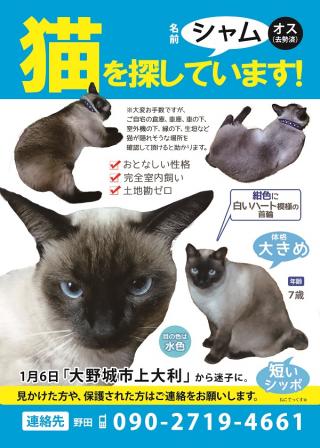 福岡県 猫 販売済み 白黒 迷子 ハーネス