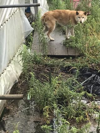 九州の迷子犬猫情報 迷子犬情報 佐賀県