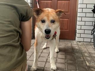 保護 犬 福岡 ピクチャー ニュース