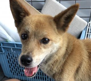 九州の迷子犬猫情報 保護犬情報 福岡県