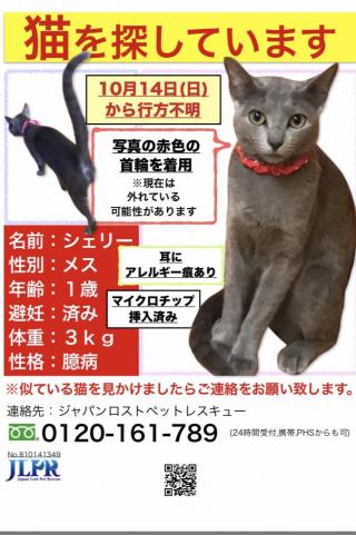 九州の迷子犬猫情報 迷子猫情報 熊本県