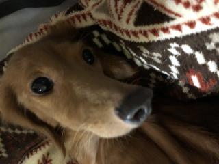 �Ƃ��瓦���o���Ă��܂��܂����摜