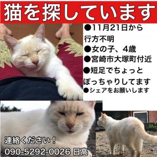 九州の迷子犬猫情報 ☆迷子猫情報（宮崎県）