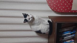 九州の迷子犬猫情報 ☆迷子猫情報（大分県）