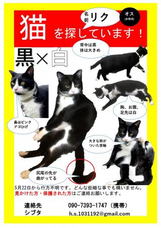 猫 福岡 迷子 販売 迷い猫 ピンクの首輪