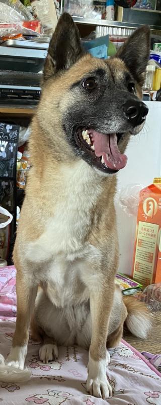九州の迷子犬猫情報 迷子犬情報 長崎県
