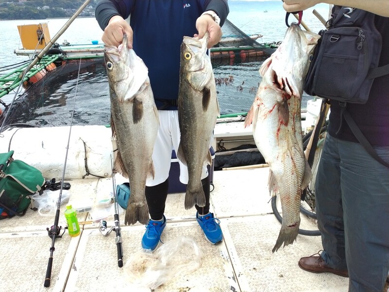 浜 漁 丸 長崎県雲仙市橘湾で手軽に楽しめるイカダ五目釣り イカ釣りをご案内致します 釣果情報