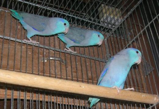 ペットショップ茶臼 マメルリハインコ ブルー オス