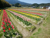 img_20200407-090318.jpg