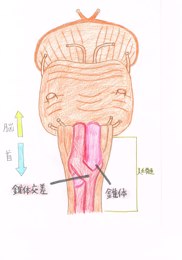 錐体外路系の解剖学