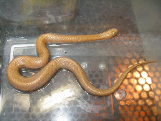 ﾐｽﾃﾘｰｱﾆﾏﾙ ﾀｵ アルビノラベンダーシナミズヘビ