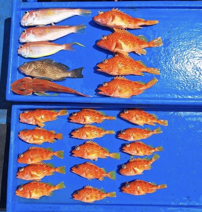 4月3日の釣果