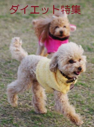 楽天松波動物病院 松波動物病院通信販売部