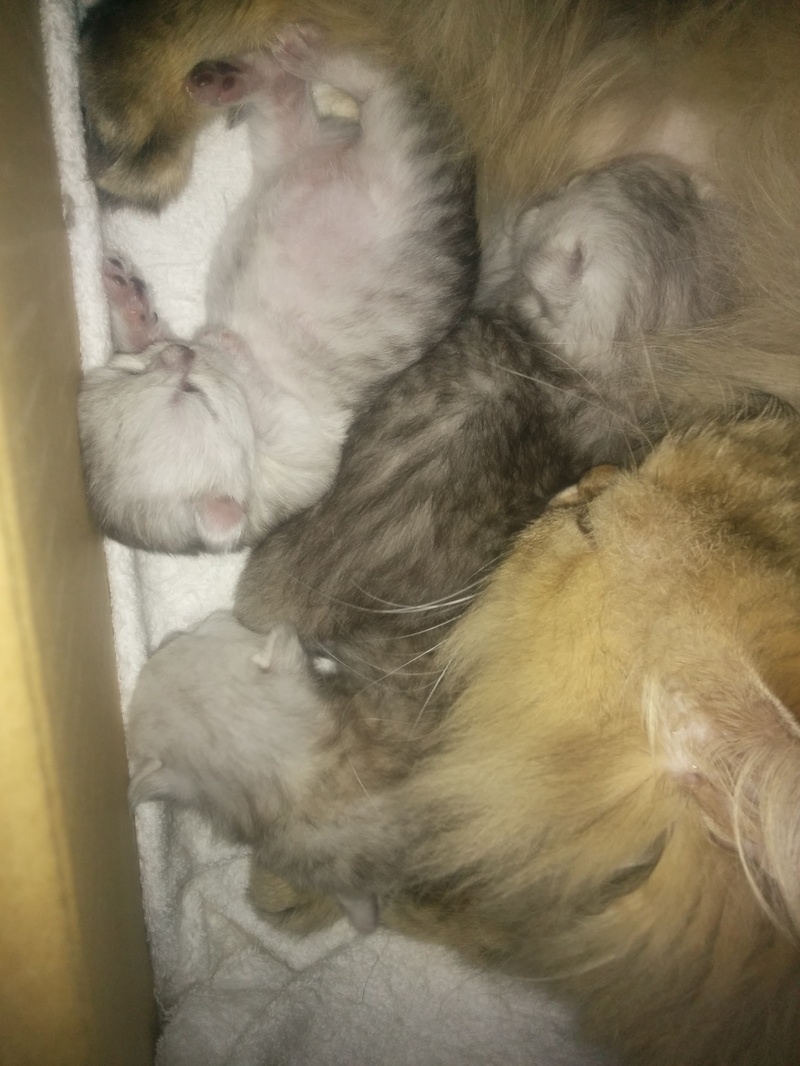 ジジままの子猫目が開き出しました 相変わらずテトままの子猫と