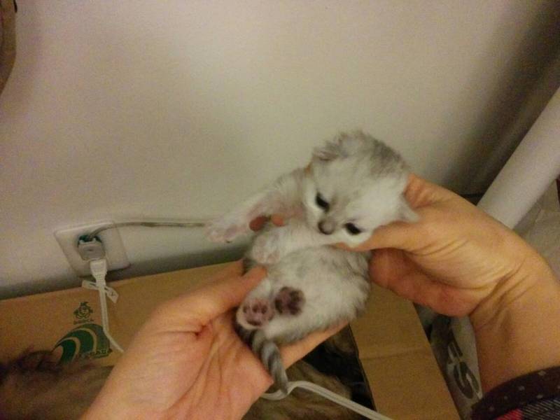 テトまま ジジままの子猫も目が開いて 可愛く育ってます 最初の子がテトままのこ子猫さん 後の子猫さんがジジままの