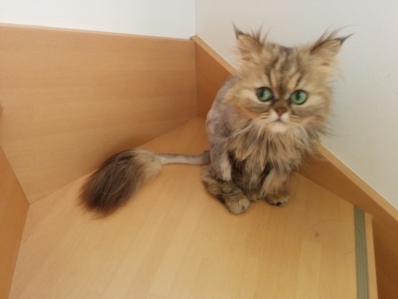 チンチラシルバー チンチラゴールデンの子猫販売 みーズハウス ブログ 写真が見れます