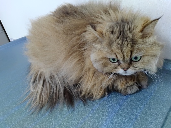 チンチラシルバー チンチラゴールデンの子猫販売 みーズハウス ブログ 写真が見れます