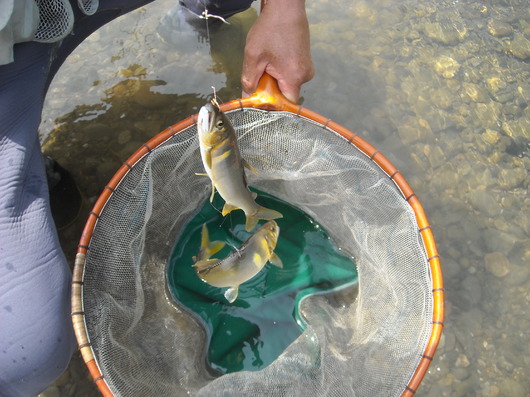 img_20130609-102241.jpg