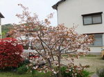 楊貴妃桜