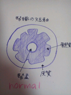 犬猫腎臓の短軸エコー像