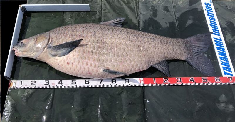 高波興業 淡水倶楽部 Mon's BLACK CARP