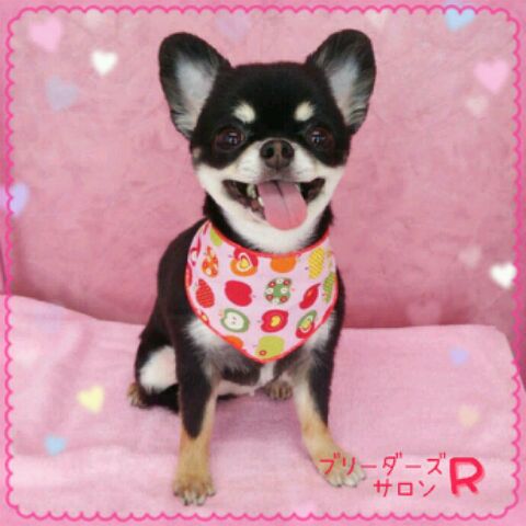 ちわわ専門犬舎 Tiara Crystal カットスタイル