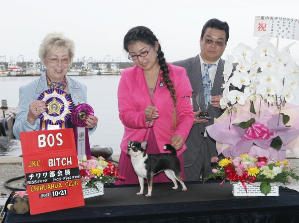 ちわわ専門犬舎 Tiara Crystal Jkcﾁｬﾝﾋﾟｵﾝ メガ