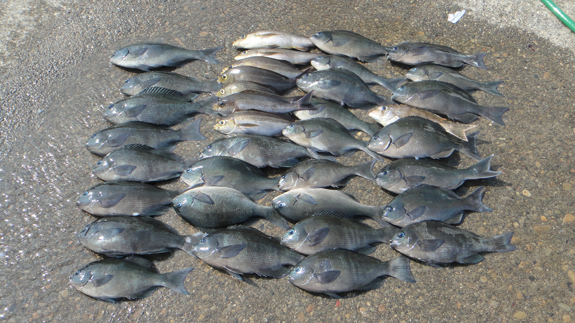 高知県 釣り吉情報 アルバム