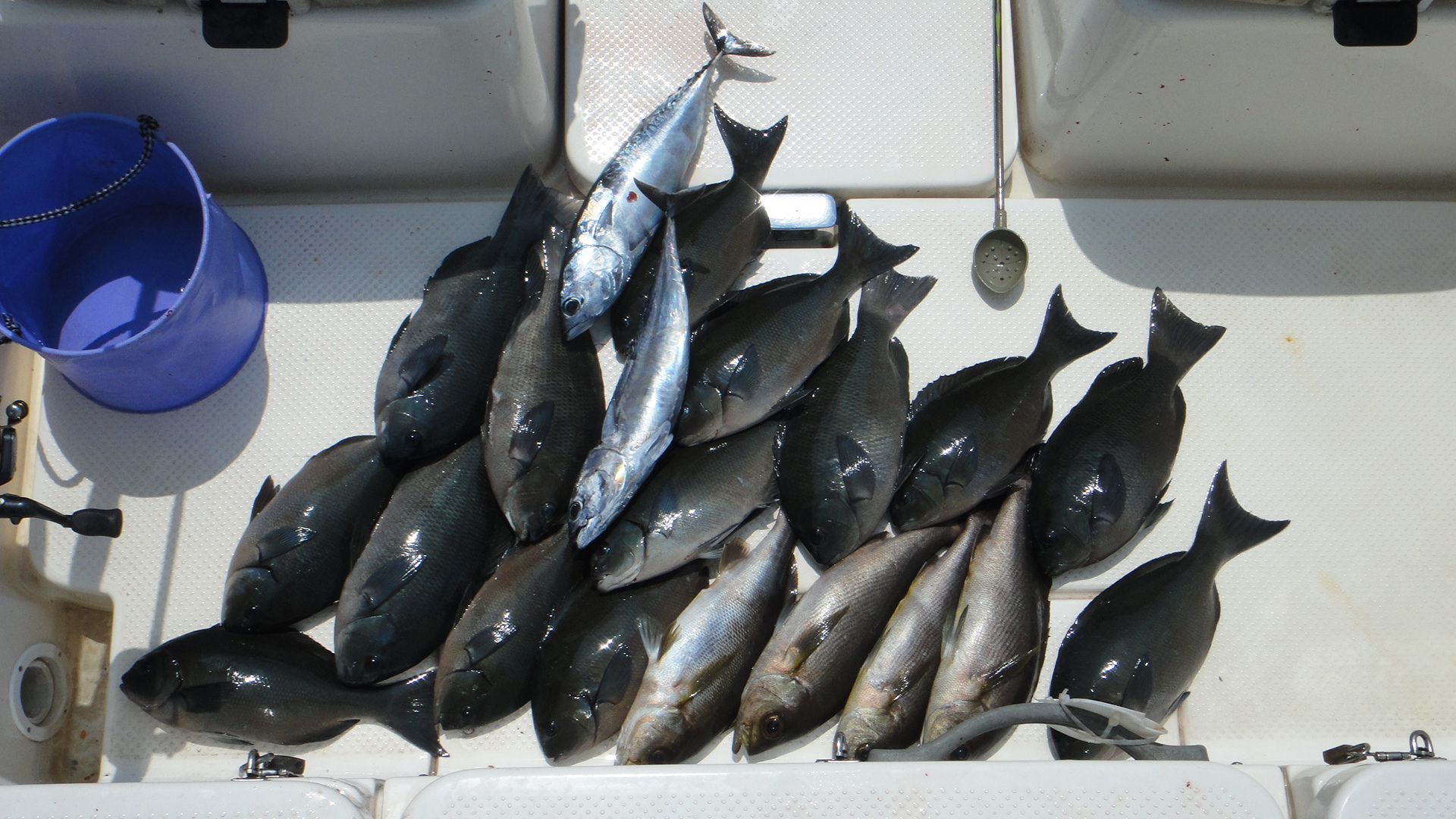 高知県 釣り吉情報 アルバム