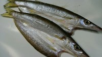 カマスの開き　中　2尾入り　10袋　送料送料無料・税込み