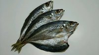 真アジ開き　小　3尾入り　10袋　送料無料・税込み