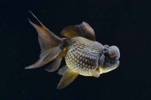 オススメ金魚 黒高頭パールスケール ｌｌ