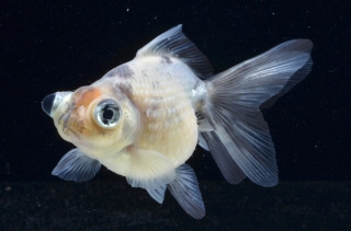 オススメ金魚 黒青竜 当才 榊氏