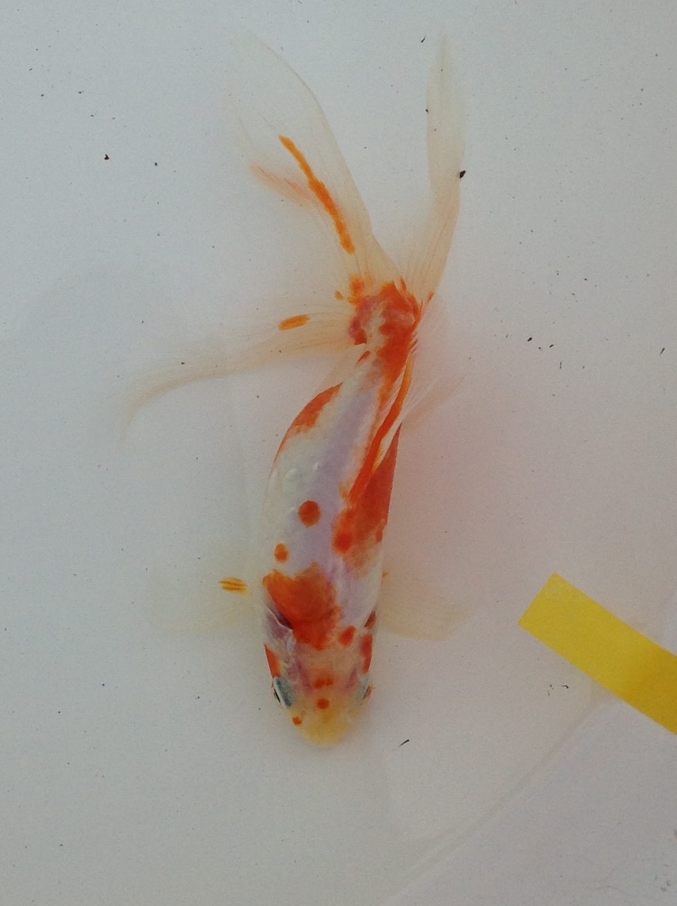 千葉の金魚屋 びれっじふぃーるど 自慢大会出品金魚 千葉の金魚屋 びれっじふぃーるど 自慢大会出品金魚