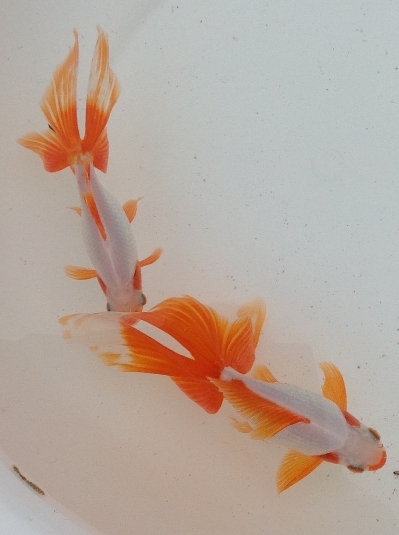 千葉の金魚屋 びれっじふぃーるど 自慢大会展示金魚